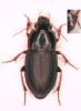 Harpalus anxius